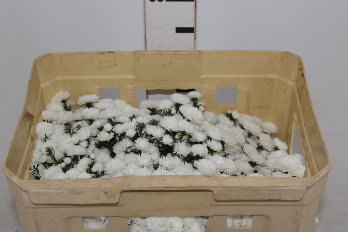 <h4>ASTER MARIANA 040 CM</h4>