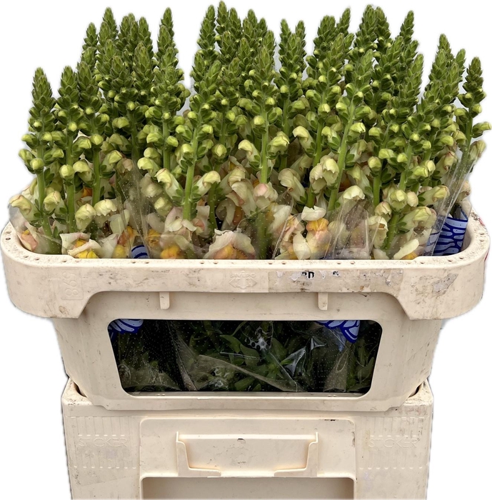 <h4>Antirrhinum Costa Apricot</h4>