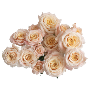 Rosa TR 'Morning Star' FRANSEN