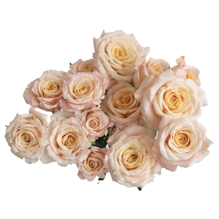 <h4>Rosa TR 'Morning Star' FRANSEN</h4>