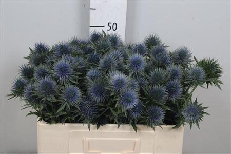 <h4>Eryn Magnetar Qstar</h4>