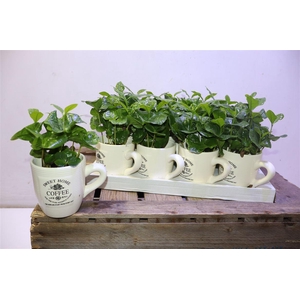 Coffea Arabica