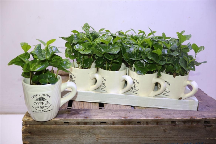 <h4>Coffea Arabica</h4>