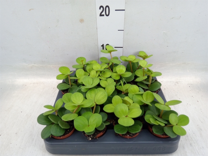 <h4>Peperomia tetraphylla 'Hope'</h4>