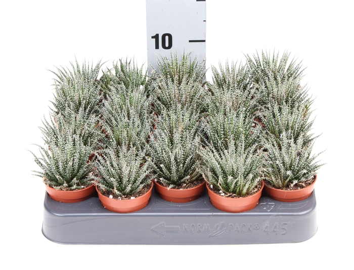 <h4>Haworthia   ...</h4>