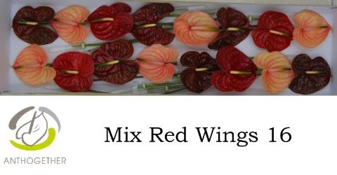 <h4>Anth A Red Wings 11 cm X16 Spek Flowers</h4>