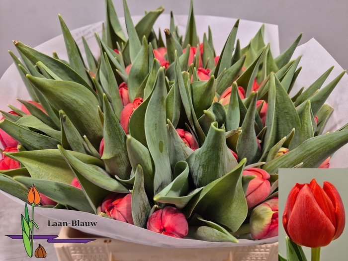 <h4>TU DU OLD FAITHFUL</h4>