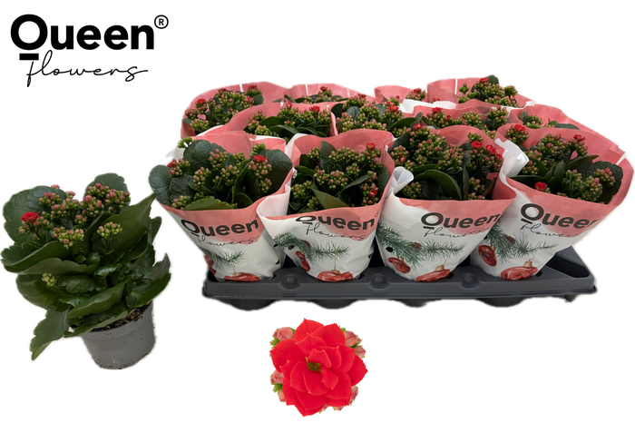 <h4>KAL GE RF NOELLE</h4>