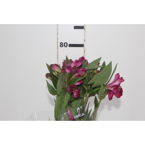 ALSTROEMERIA REAL 080 CM