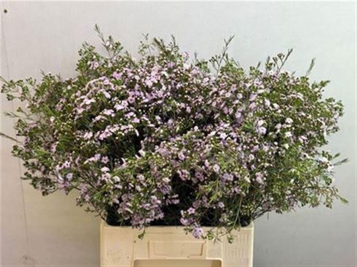 <h4>Chame Un Dancing Queen</h4>