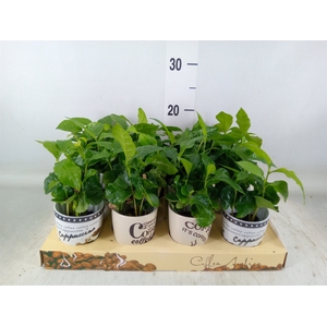 Coffea arabica