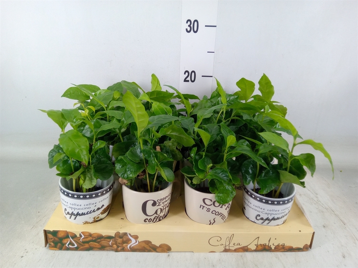 <h4>Coffea arabica</h4>