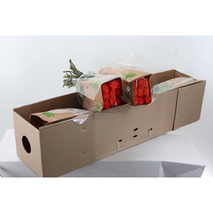 R Gr Orange Crush Box Fu