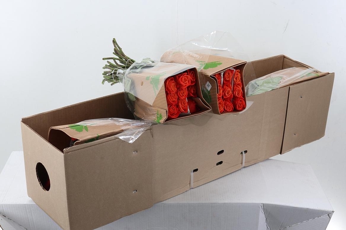 <h4>R Gr Orange Crush Box Fu</h4>