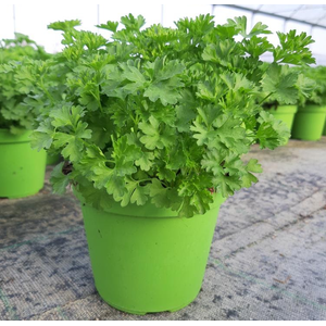 Petroselinum crispum