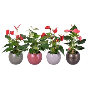 Anthurium ''XL-Flowers'' in diverse kleuren bolpot Autumn