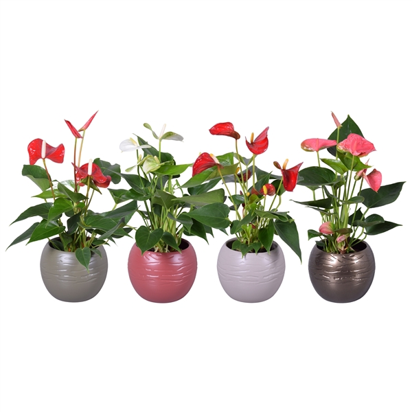 <h4>Anthurium ''XL-Flowers'' in diverse kleuren bolpot Autumn</h4>