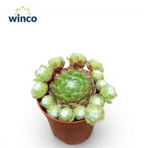 Sempervivum Arachnoidum