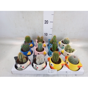 Cactus   ...