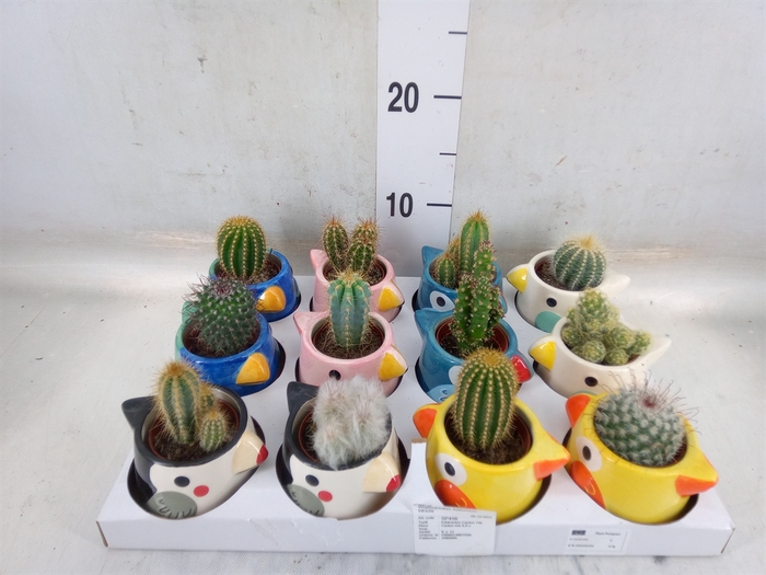 <h4>Cactus   ...</h4>