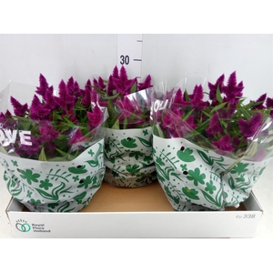 Celosia spic. 'Intenz'