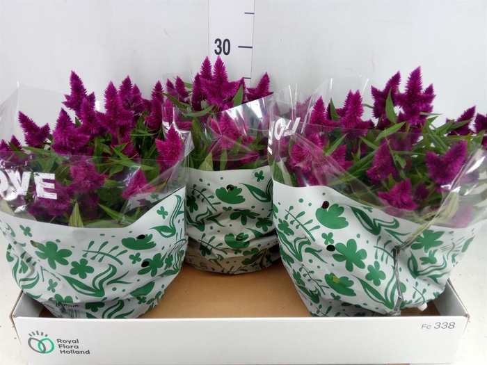 <h4>Celosia spic. 'Intenz'</h4>