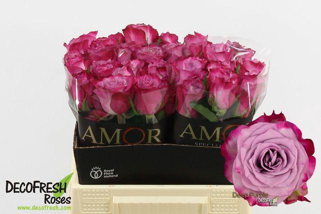 <h4>R GR DEEP PURPLE</h4>