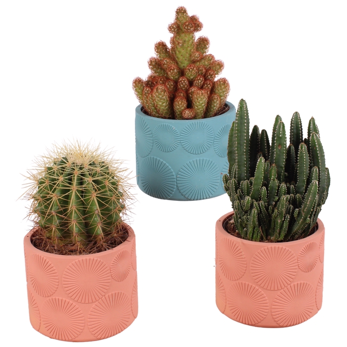 <h4>Cactus Gemengd Keramiek</h4>