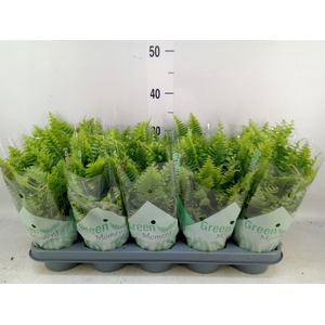 Nephrolepis exal. 'Green Moment'