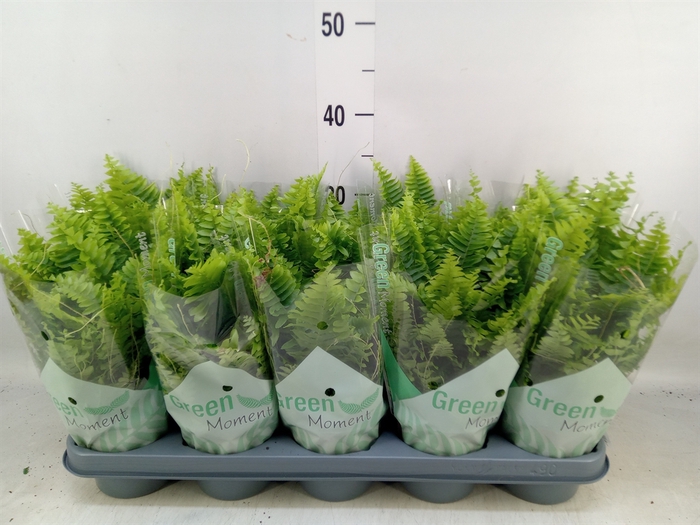 <h4>Nephrolepis exal. 'Green Moment'</h4>