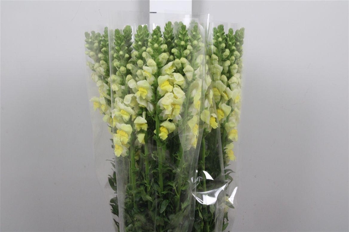 <h4>Antir It. Yellow</h4>