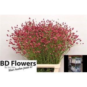Sanguisorba Of Arnhem