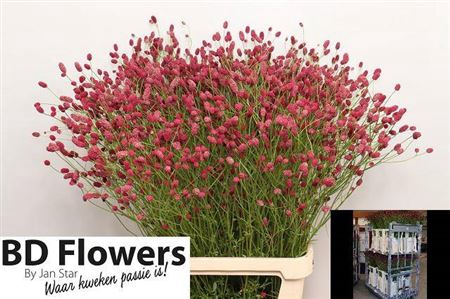 <h4>Sanguisorba Of Arnhem</h4>