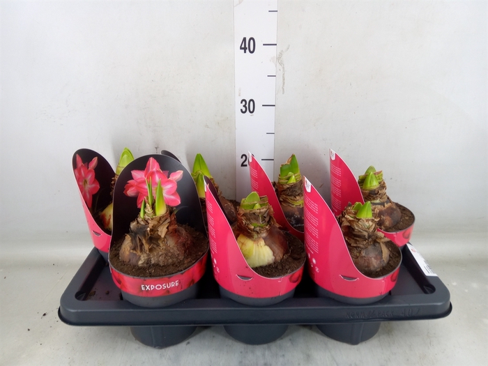 <h4>Hippeastrum   ...</h4>