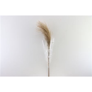 Dried Stipha Feather 5pcs Xl Natural Bunch