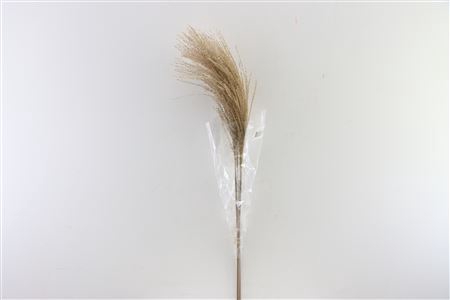 Dried Stipha Feather 5pcs Xl Natural Bunch