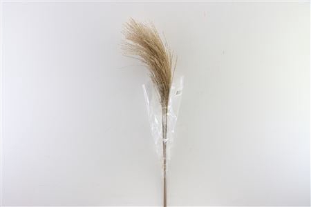 <h4>Dried Stipha Feather 5pcs Xl Natural Bunch</h4>