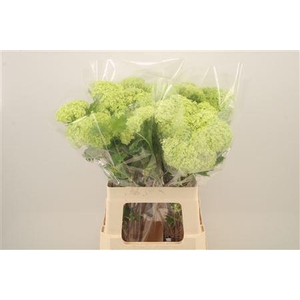 Viburnum Roseum St 3+