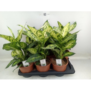 Dieffenbachia  'Sublime'