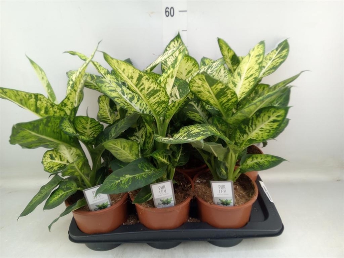 <h4>Dieffenbachia  'Sublime'</h4>