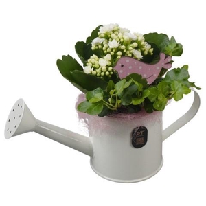 PTIB5324 Arrangement Indoor in metalen gieter