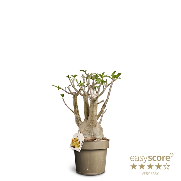 <h4>ADENIUM ARABICUM p24</h4>