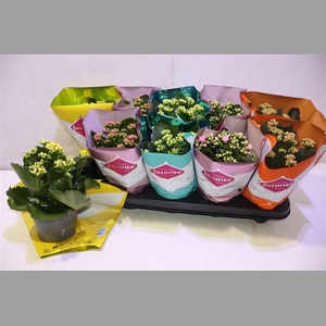 Kalanchoe Double Deluxe Mix