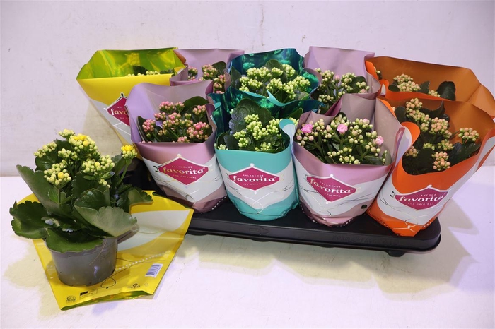 <h4>Kalanchoe Double Deluxe Mix</h4>