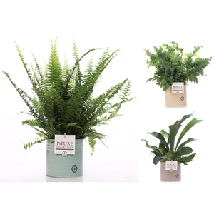 Varens gemengd in P&PURE zinc pot Louise 4 ass.