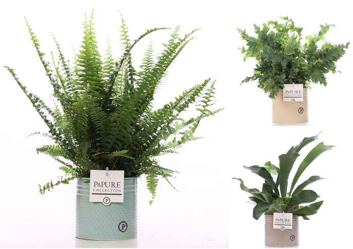 <h4>Varens gemengd in P&PURE zinc pot Louise 4 ass.</h4>