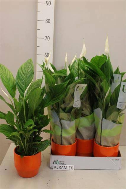 <h4>SPATH STRAUSS</h4>