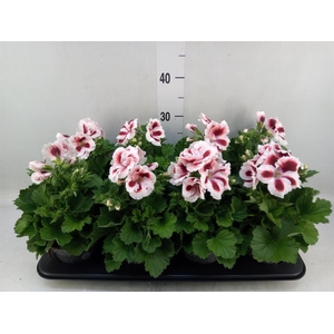 Pelargonium gran.   ..