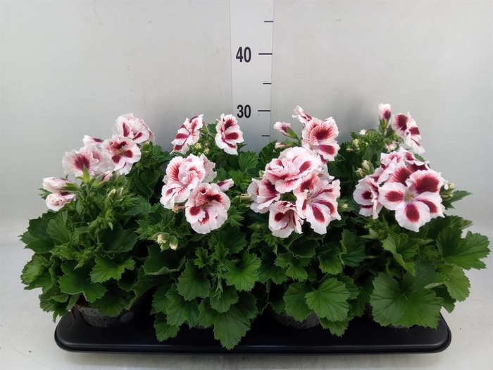 <h4>Pelargonium gran.   ..</h4>