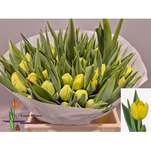 TU DU DOUBLE TROUBLE